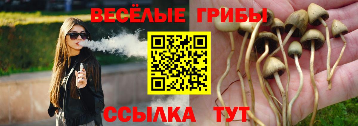 Галлюциногенные грибы Psilocybine cubensis Бийск